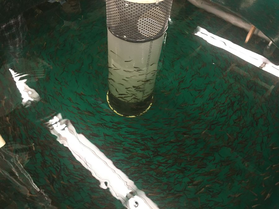 On-site steelhead hatchery — juvenile rearing tank